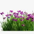 /album/galeria-de-fotos/iris-jpg/